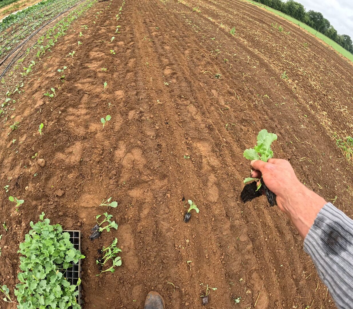 Eine hübsche Hand hält eine Grünkohlpflanze im Garten