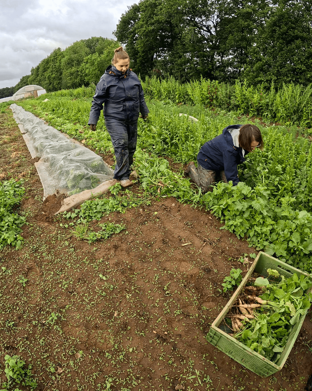 Menschen am Radieschen ernten