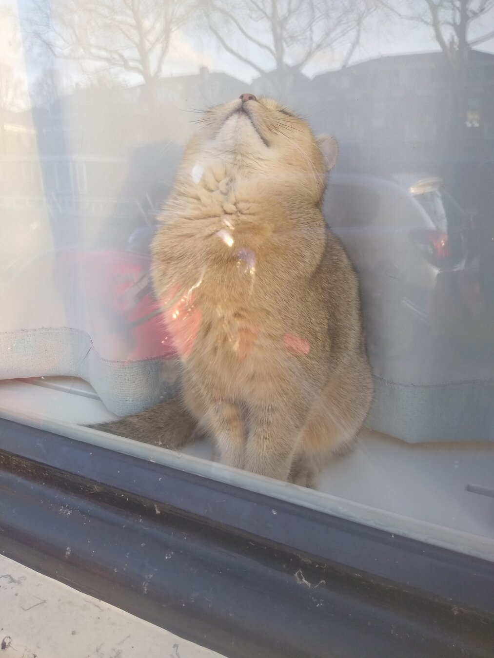 Cat behind window weirdly staring straight up