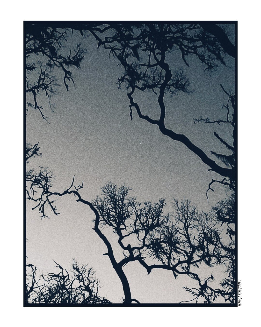 framed and cropped photo of silhouetted oak tree canopy, at dusk