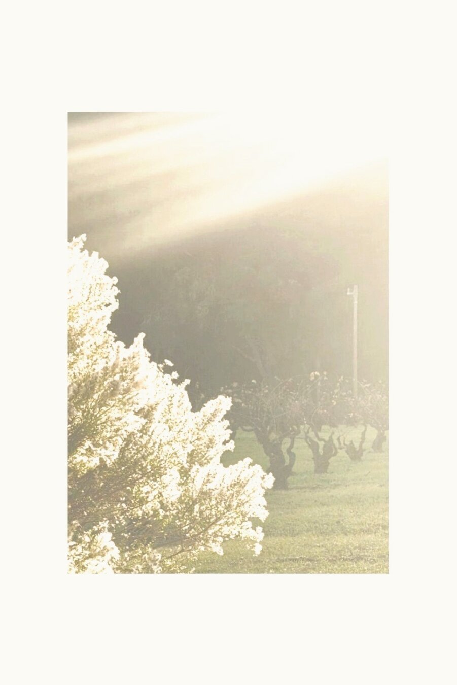 coyote brush / chaparral broom,
in bloom, catching the sun; 
border between vineyard and reclaimed field