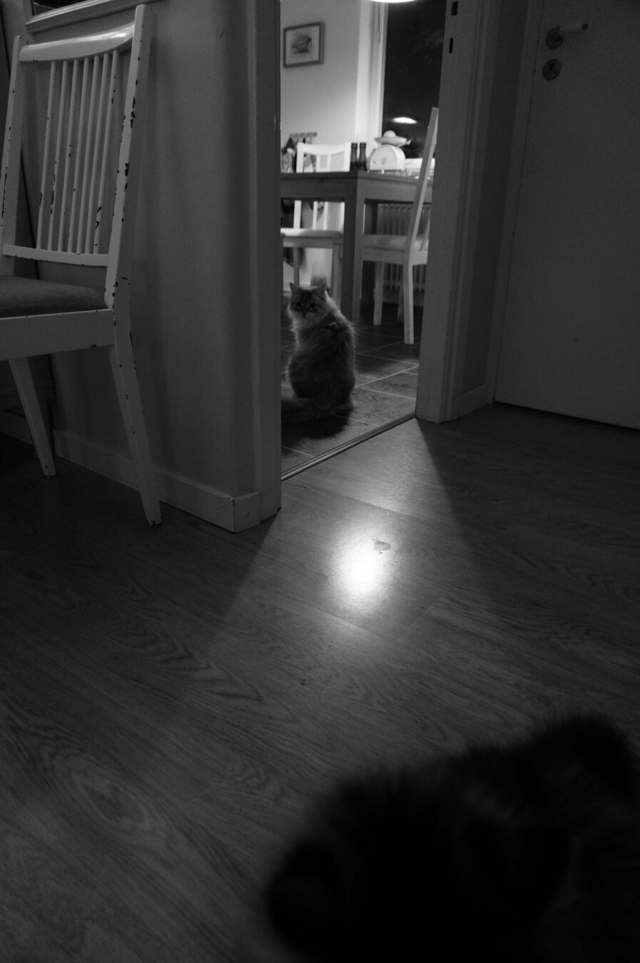A black and white photo of two cats. One is looking at the other.