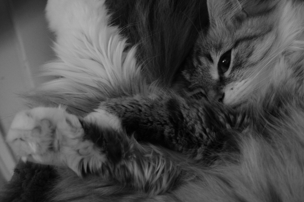 A black and white photo of a cat, all curled up.