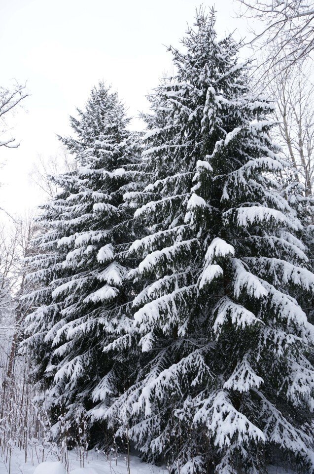 A colour photo of two fir trees, covered in snow.