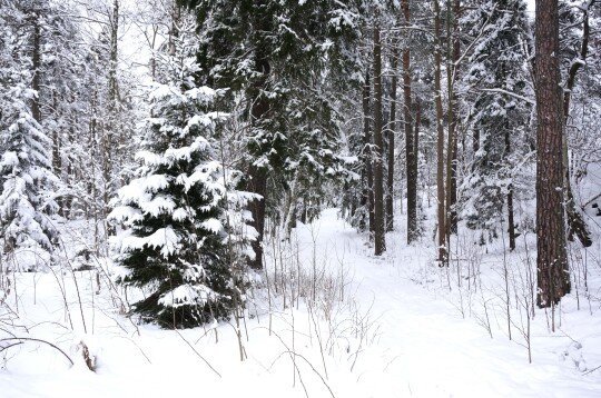 A colour photo of a swedish forest in the winter. In the middle of the photo there is a path going in through the trees.