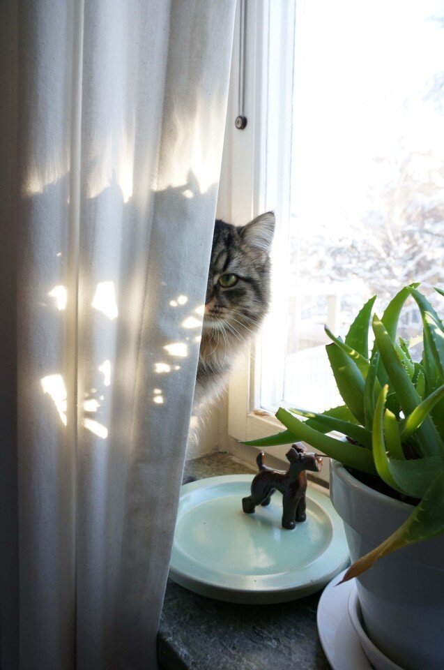 A colour photo of a cat peeking from behind a curtain.