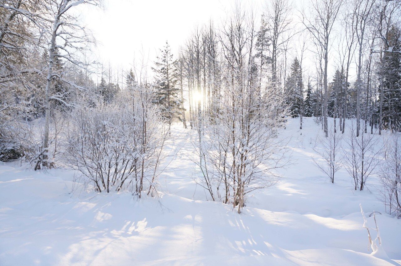 A colour photo of the bright winter sun, shining through the trees in a winter forest clad in snow.