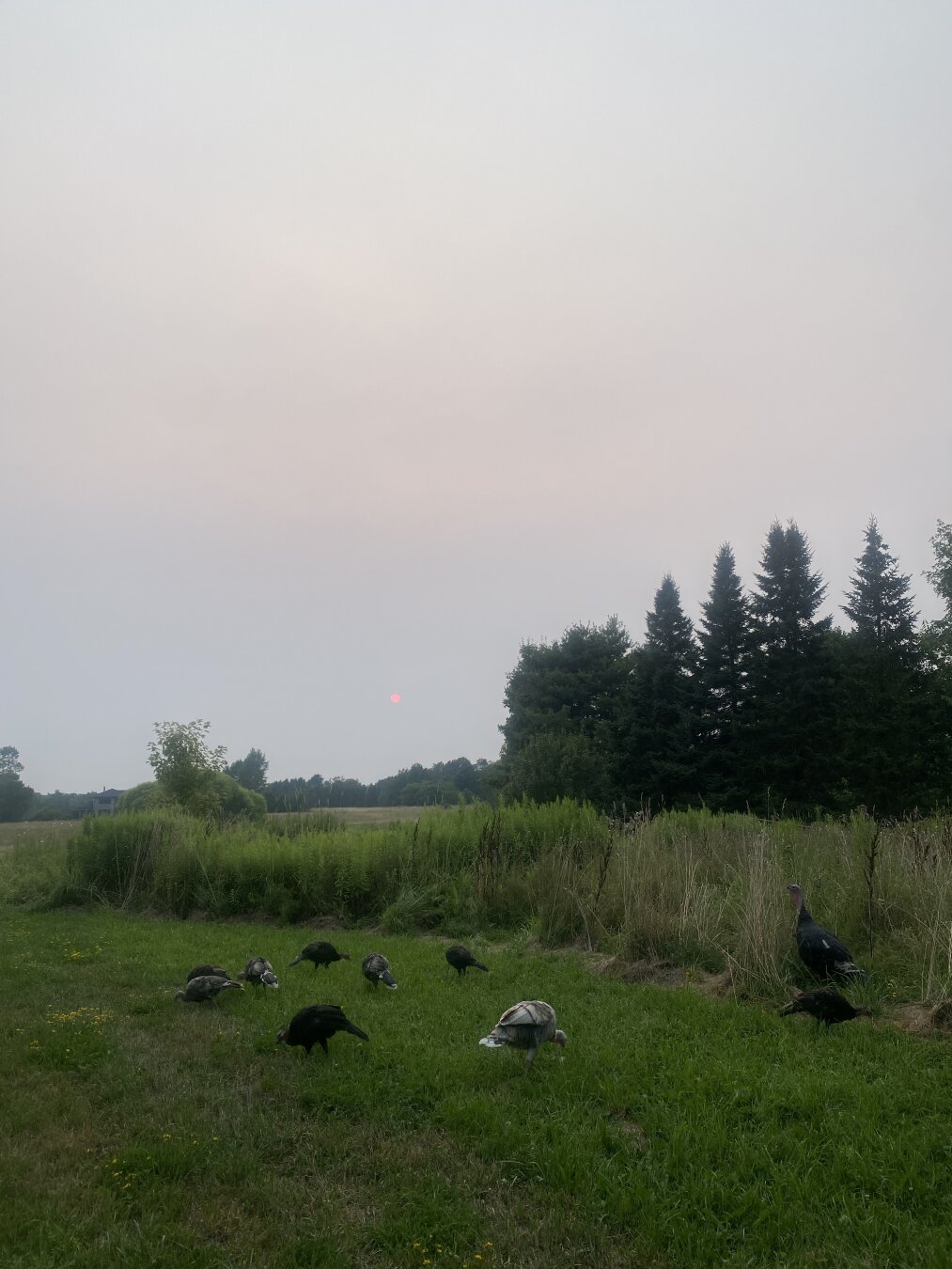 An unreal-looking red sun hangs low in a hazy sky behind a stand of evergreens, while a flock of turkeys roams in the foreground.