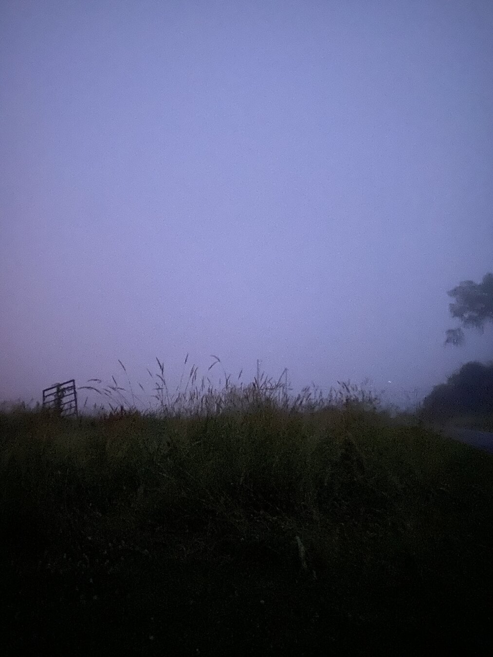 Purple foggy sky with the shadowy outlines of trees and tall grasses, giving an otherworldly feeling.