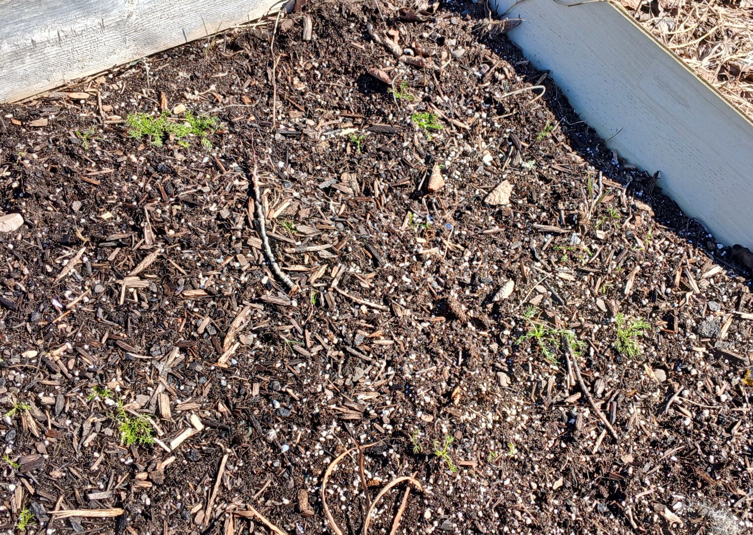 grouping of small chamomile plants