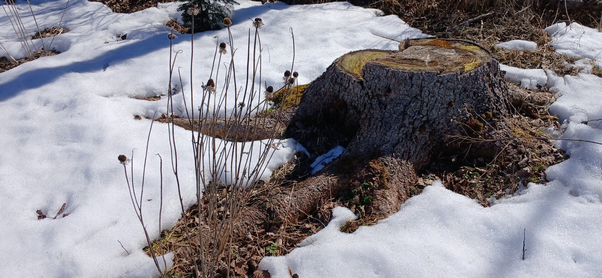 tree stump and rudbeckia flower stalks surrounded by snow