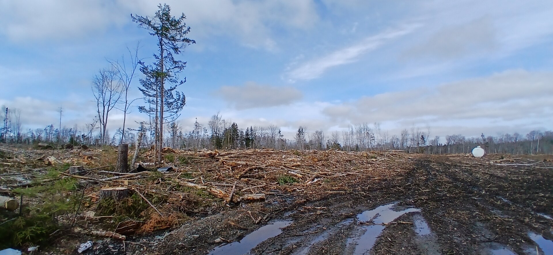 scene showing clear cut logging and the damage it's done