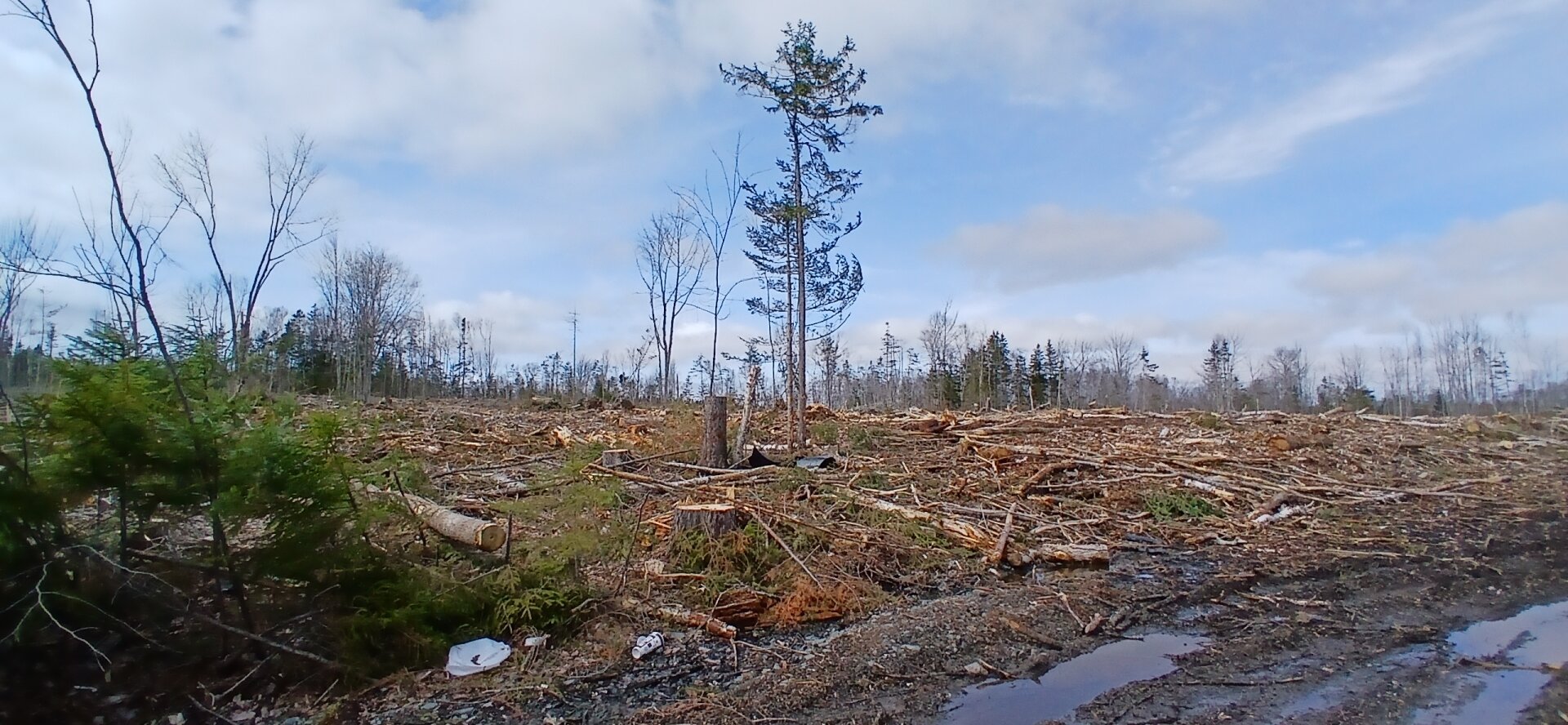 scene showing clear cut logging and the damage it's done