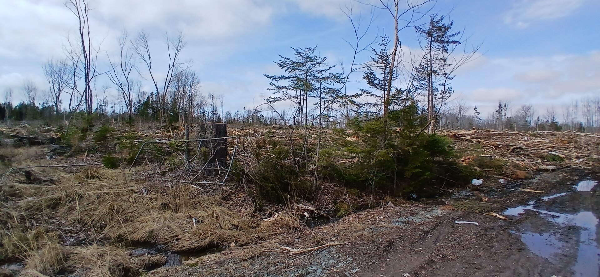 scene showing clear cut logging and the damage it's done