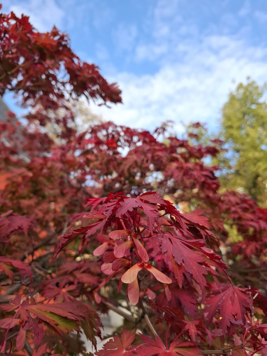 roter ahorn im Vordergrund. rechts hinten unscharf gelbgrüne linde. mitte oben blauweisser himmel. links sieht man durch den ahorn durch etwas vom dach.