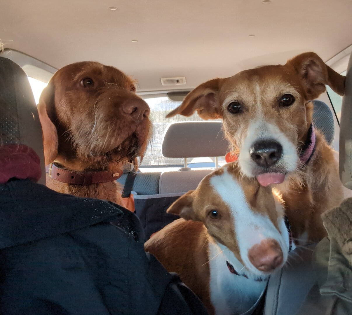 Three dogs looking into the camera from the back of the car