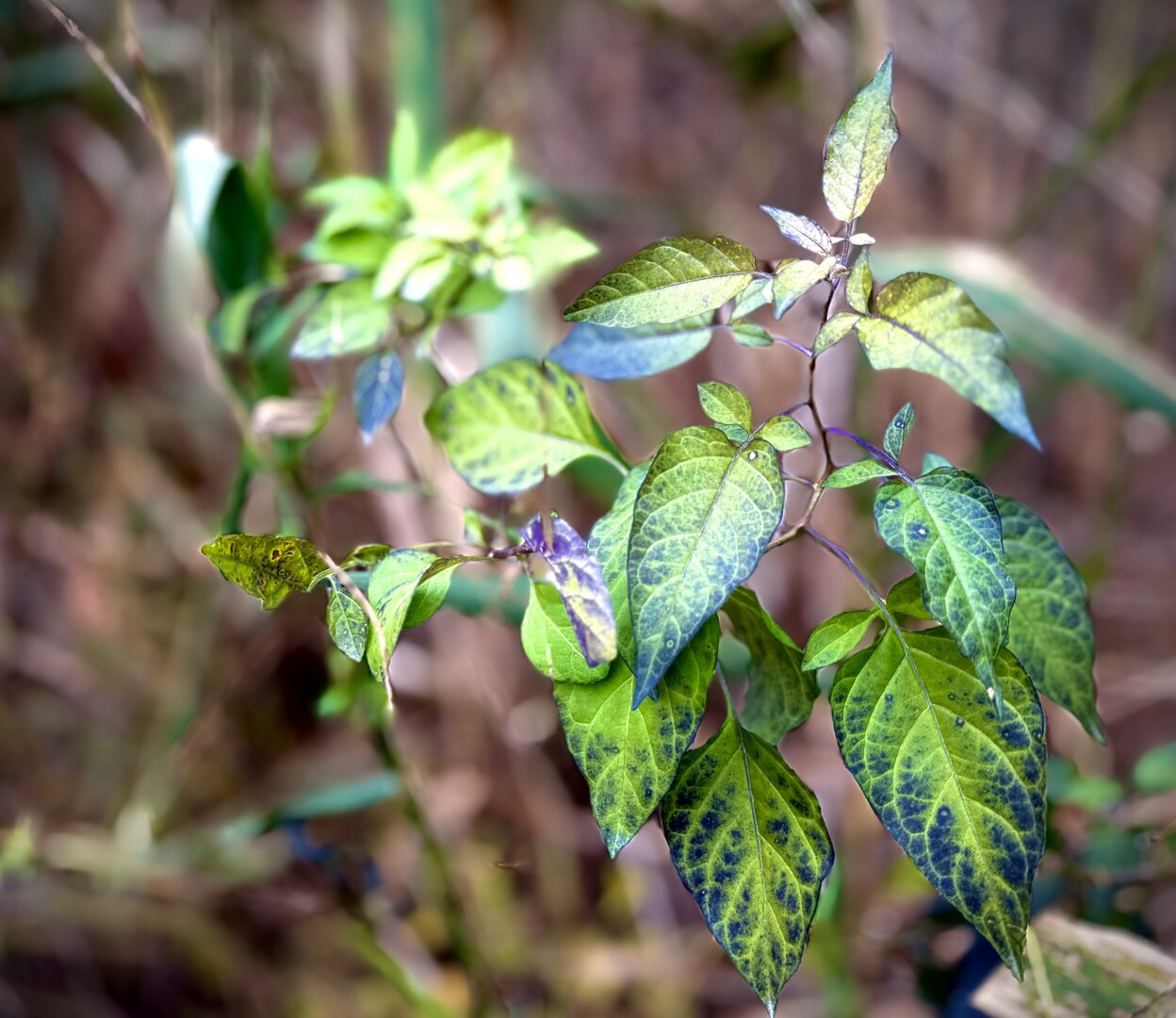 Sorry, no caption provided by author