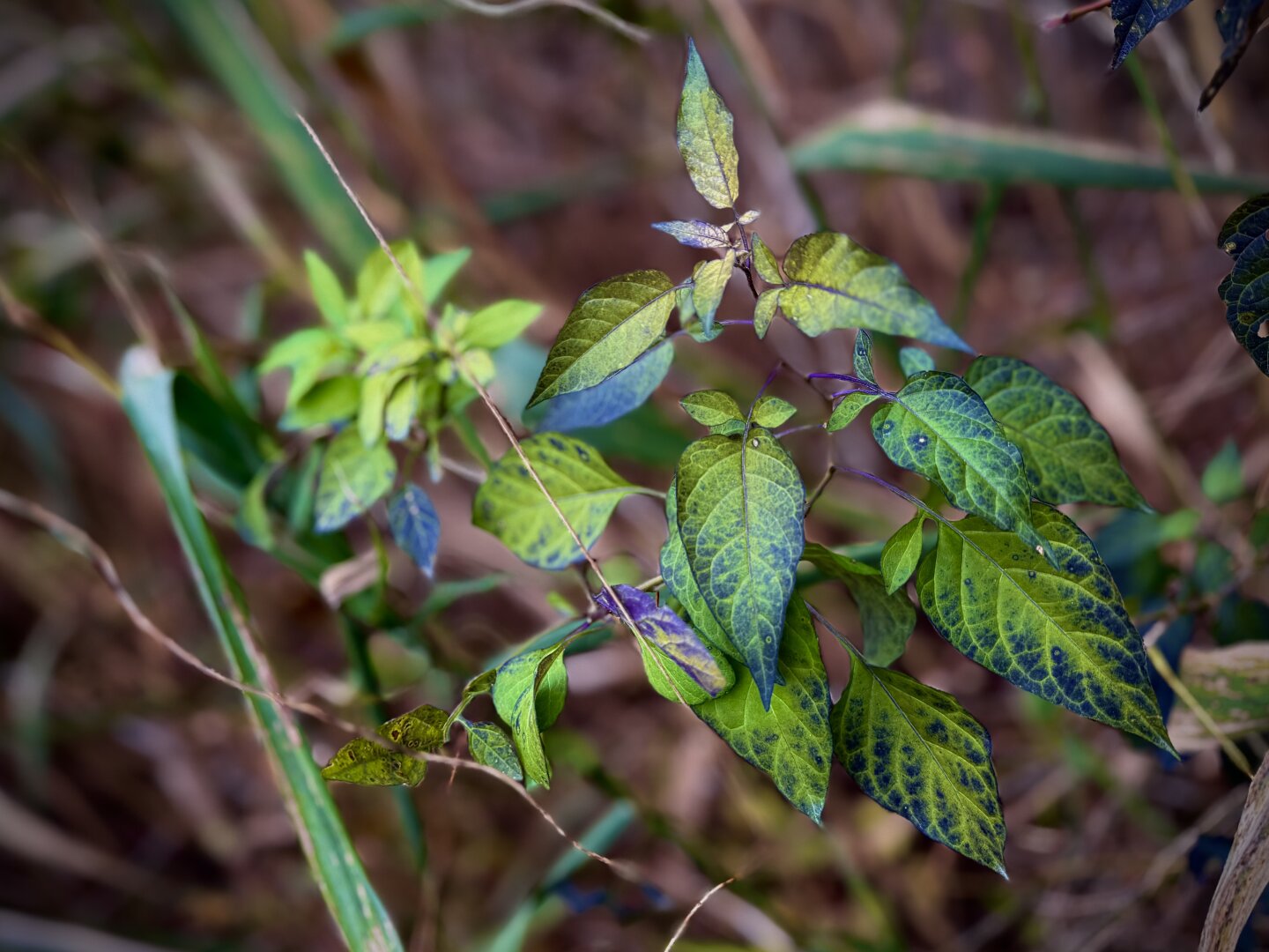 Sorry, no caption provided by author