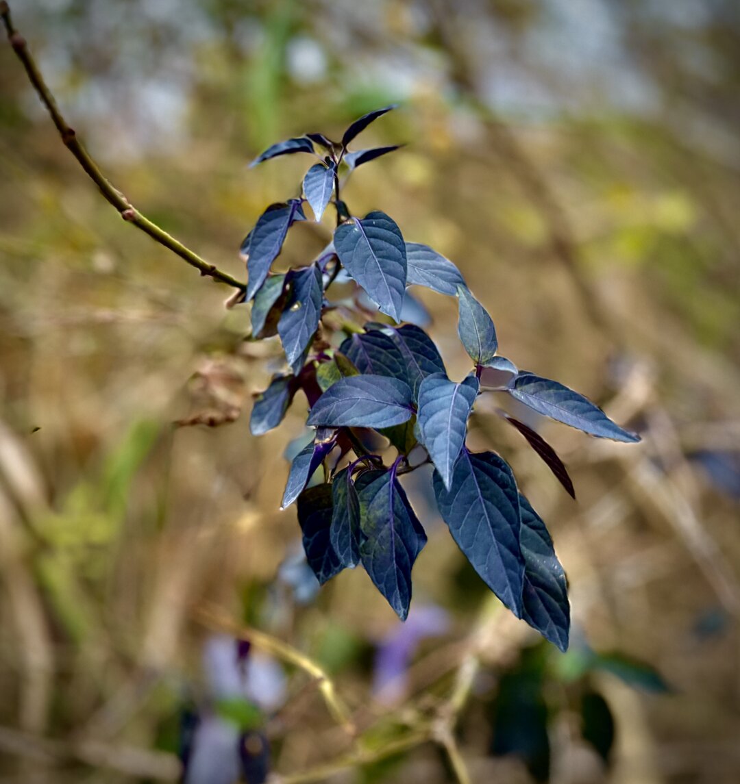 Sorry, no caption provided by author