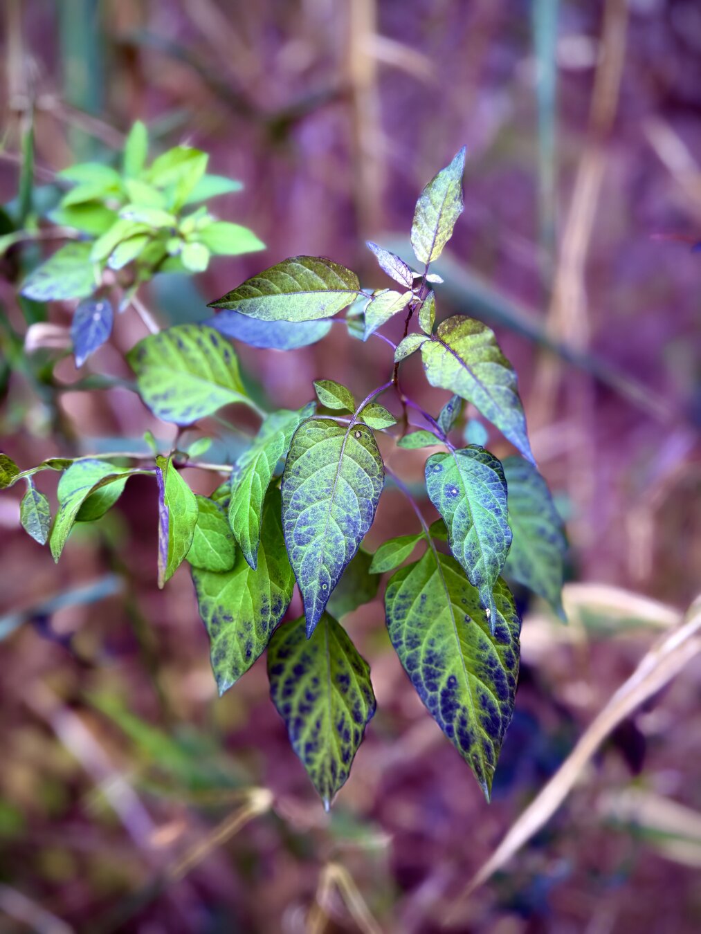 Sorry, no caption provided by author