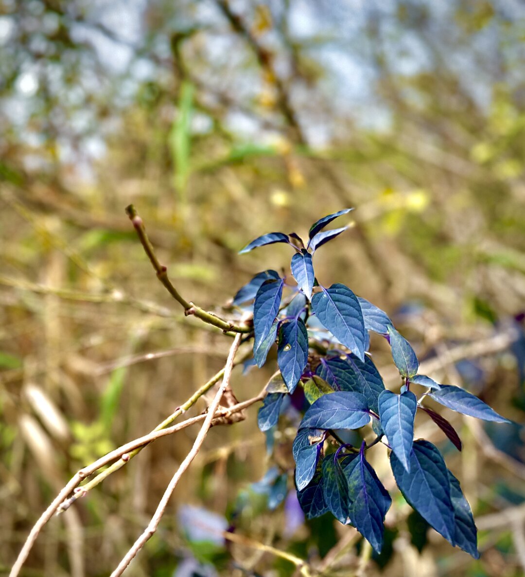 Sorry, no caption provided by author