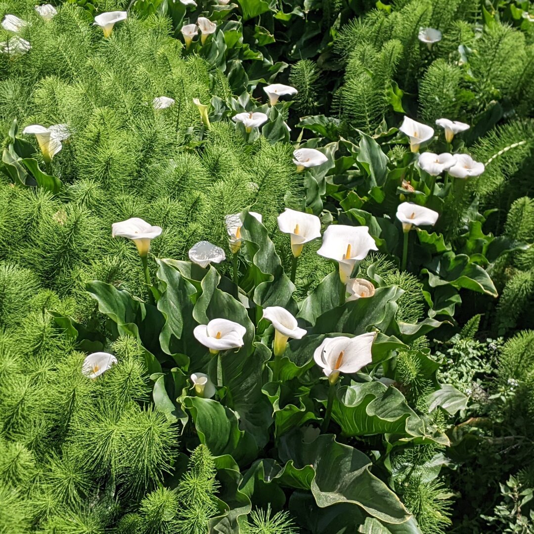 Calla mit grünen pflanzen daneben.