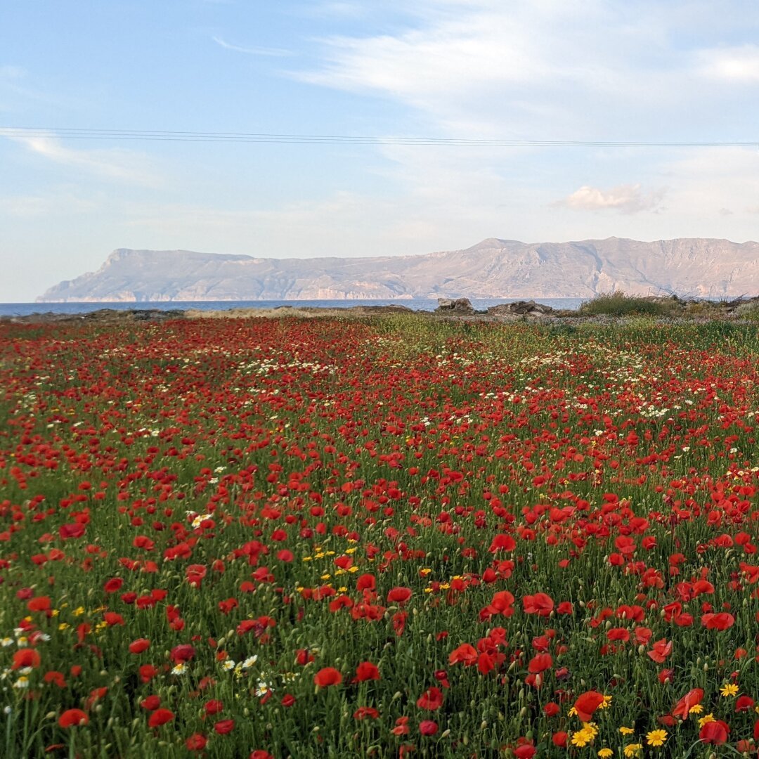 Mohnblumen an der Küste von Grichenland