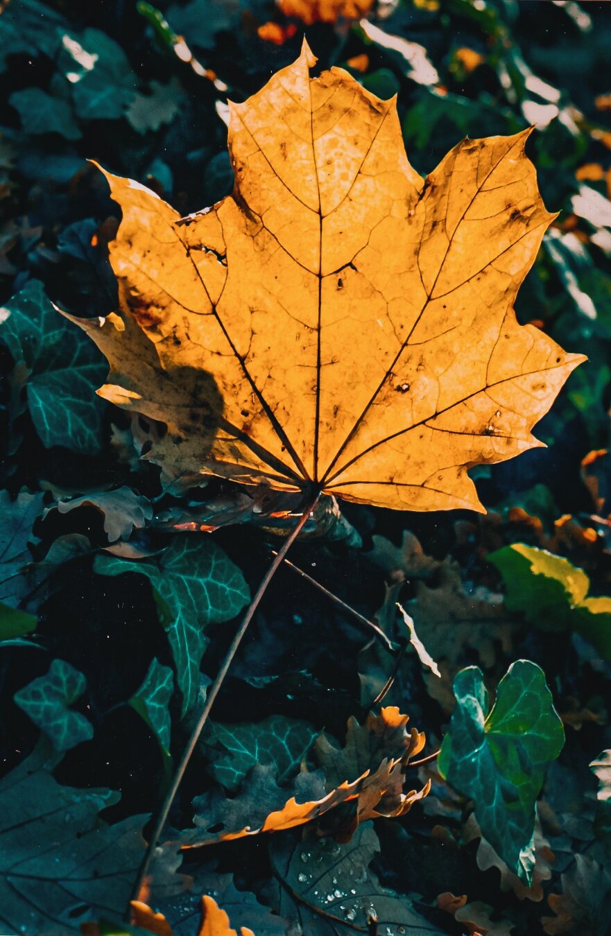In the foreground, a yellow sycamore leaf lit by the evening sun. The background is darker green ivy leaves.