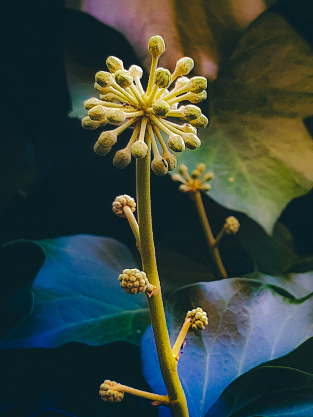 A photo of a stalk with ivy buds. In the foreground, the stalk and buds. In the background, illuminated ivy leaves.