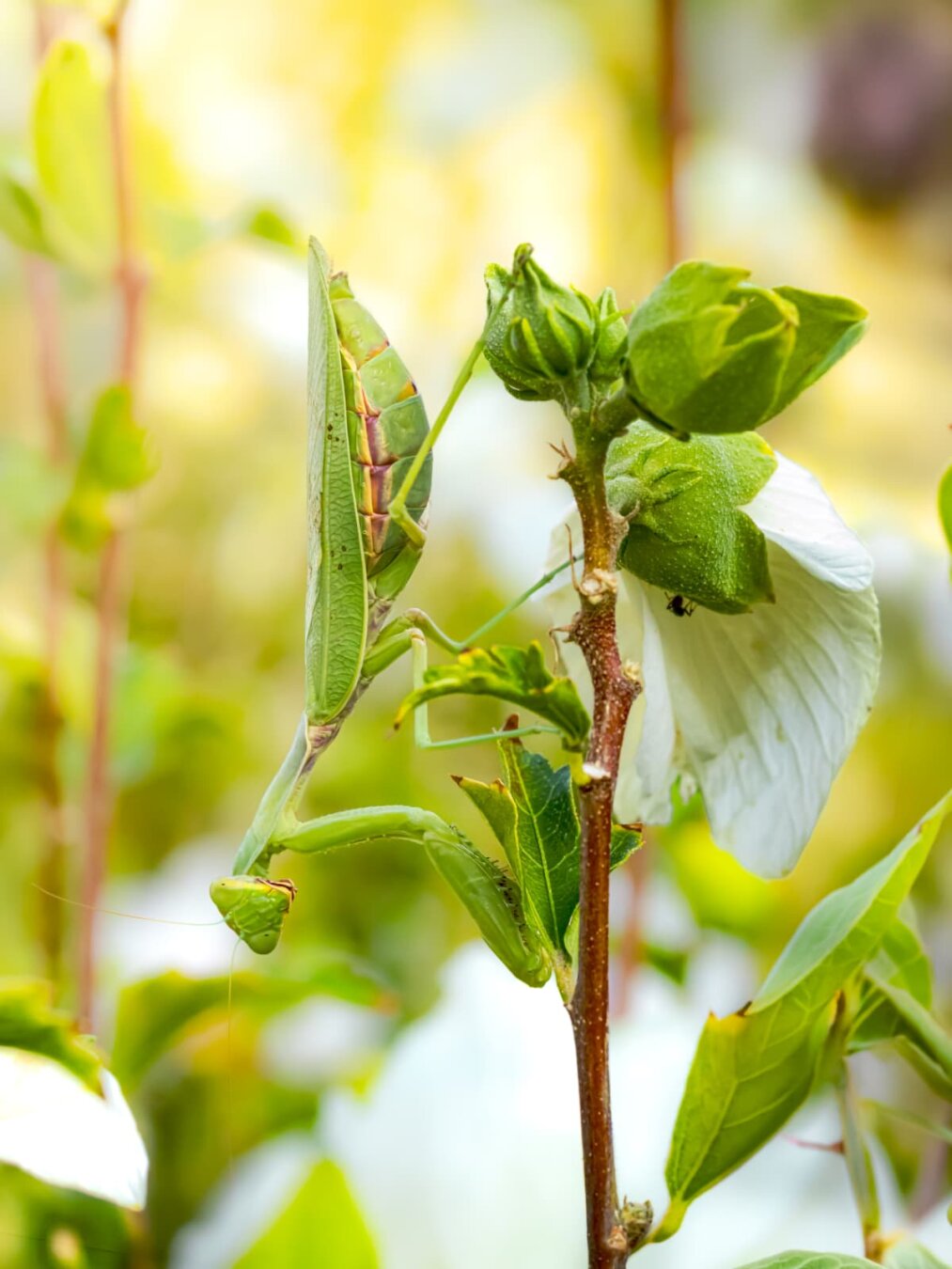 A praying mantis upside-down on the stalk of a flower. It is very well-camouflaged in the greenery and if it hadn't moved slightly while I was looking at the flowers, I wouldn't have noticed it at all! The background is blurred greenery.