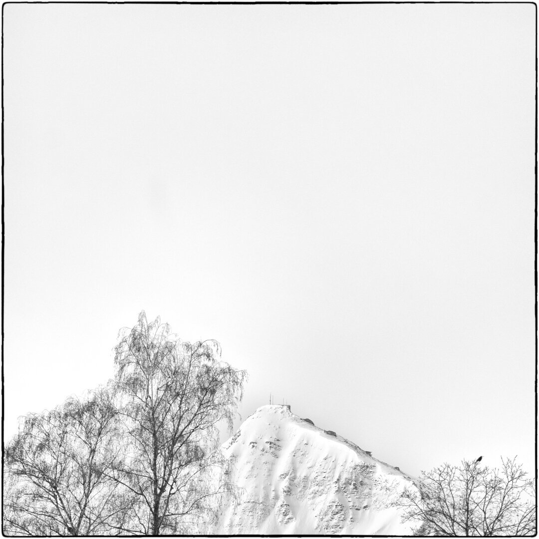 Minimalistische Schwarzweissfotografie einer Bergspitze, Baumwipfeln und einem Vogel.