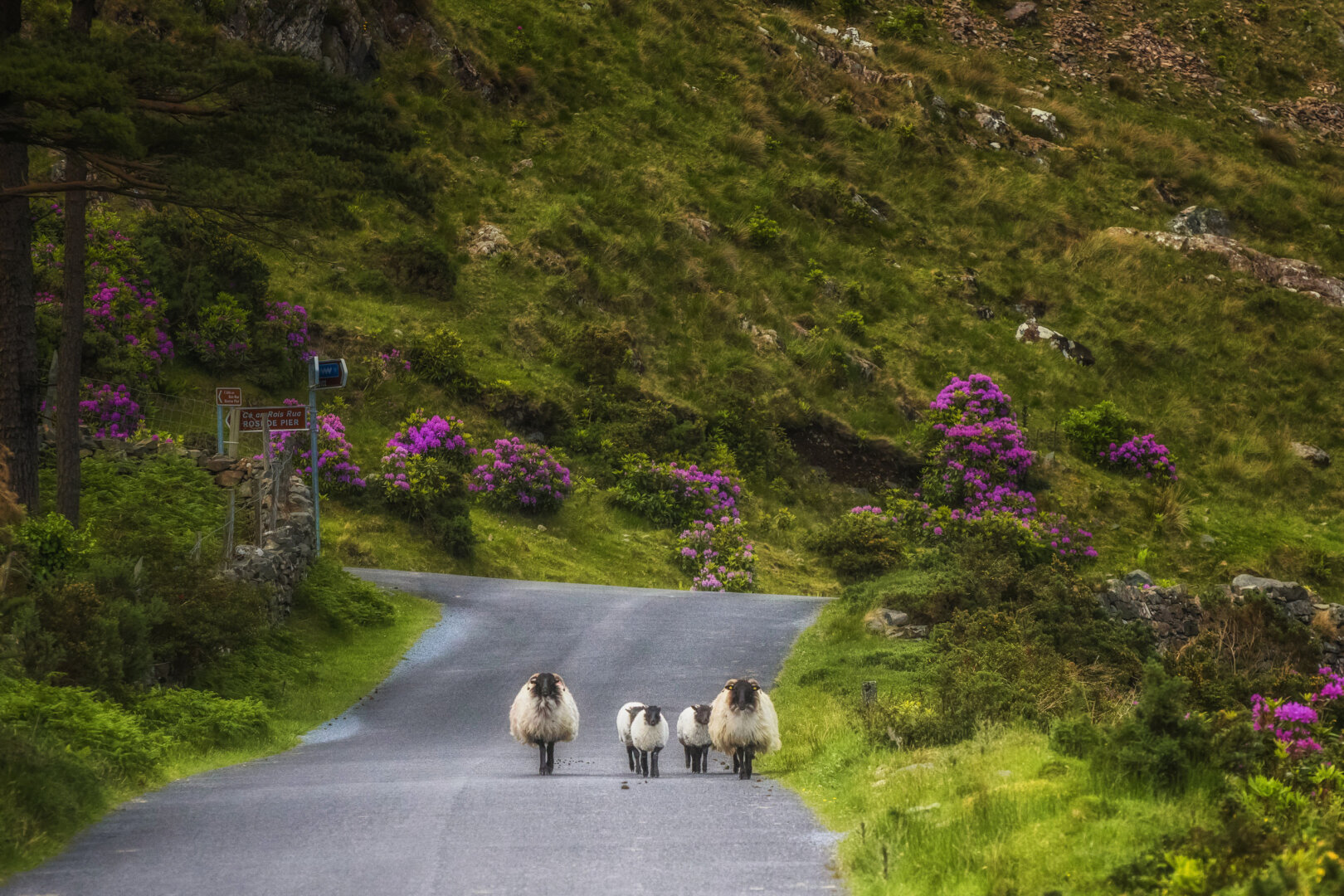 Fünf schwarzköpfige, wollige Schafe – zwei ausgewachsene Tiere und drei Lämmer – laufen auf einer schmalen, geschwungenen Landstrasse durch grüne, mit blühenden violetten Rhododendren gesäumte Hügel.