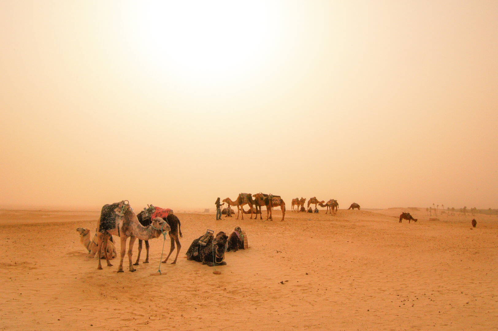 Eine weitläufige Wüstenlandschaft im warmen, dunstigen Licht eines diesigen Tages. Im Vordergrund rasten und stehen mehrere Dromedare auf dem hellen Wüstensand: Einige der Tiere liegen im Sand, andere stehen gesattelt mit bunten Decken bereit. Im mittleren Bildhintergrund sind weitere Dromedargruppen sowie vereinzelt Personen zu erkennen. Der Horizont verliert sich in einem kornblumen- bis goldgelb getönten, extrem dunstigen Himmel, der den gesamten oberen Bildbereich einnimmt.