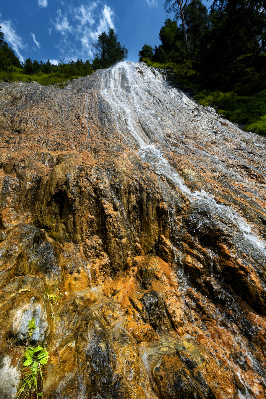 Steile, rötlich-braune und dunkelgraue Felsstrukturen ragen steil empor, während ein feiner Wasserfall in weissen Schleiern über die raue Oberfläche herabstürzt. Am oberen Bildrand begrenzen dunkelgrüne Nadelbäume und ein intensiv blauer Himmel mit leichten Schleierwolken die felsige Szenerie. Im linken unteren Vordergrund klammert sich eine kleine, leuchtend grüne Pflanze an das nasse Gestein, das durch den Wasserfilm glänzt. Die extreme Weitwinkelperspektive betont die vertikale Dynamik des herabstürzenden Wassers und die monumentale Textur der Felswand.