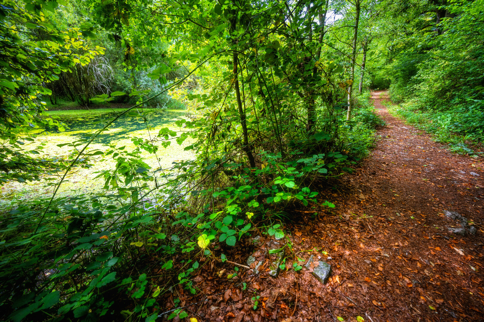 Schmaler, laubbedeckter Waldweg entlang eines von Grün und Algen bedeckten Weihers, gesäumt von dichtem Unterholz und jungen Bäumen, im Vordergrund Marchsteine am Wegrand.