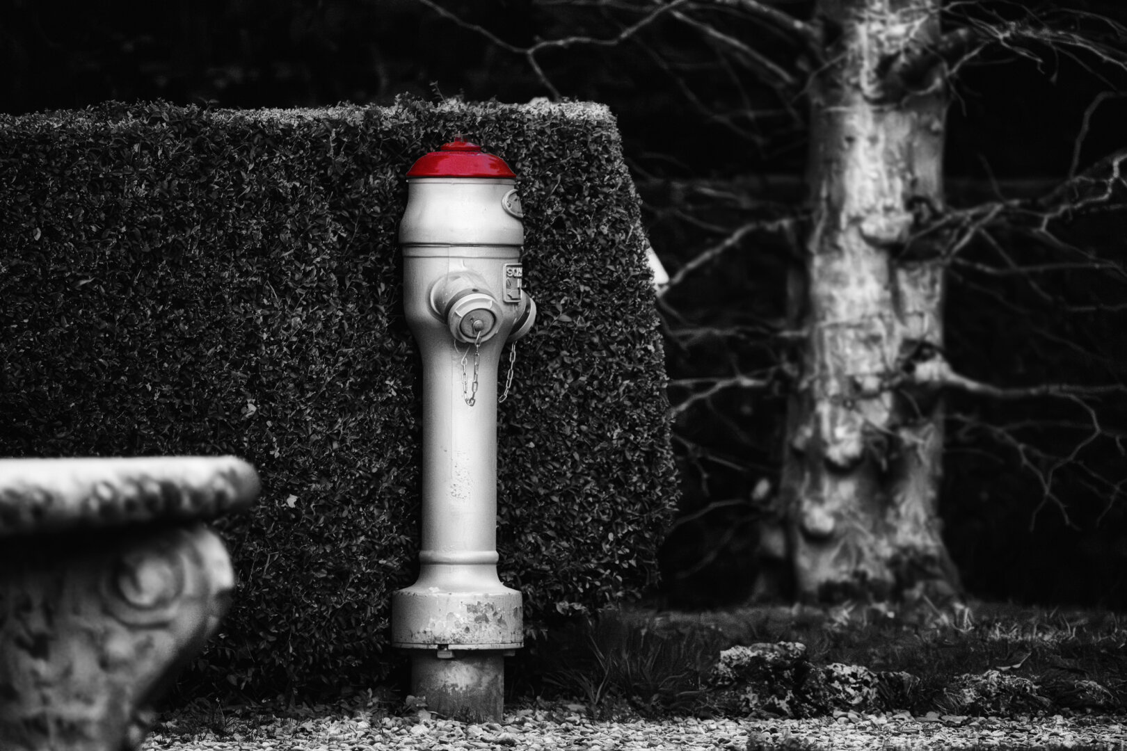 Ein hochformatiges Foto zeigt einen hellgrauen Hydranten mit einem leuchtend roten Deckel, der zentral im Vordergrund platziert ist. Der Hydrant ist leicht verwittert und weist an seiner Basis und am oberen Teil leichte Abnutzungsspuren auf. Er steht vor einer dunkelgrünen, dicht gewachsenen Hecke, die sich horizontal über die gesamte Bildbreite erstreckt. Links im Vordergrund ist der unscharfe, ornamentale Rand eines steinernen Objekts zu erkennen. Rechts im Hintergrund ragt ein heller, astloser Baumstamm empor, dessen obere Äste sich als feine, dunkle Linien vor einem noch dunkleren Hintergrund abzeichnen. Der Boden ist mit kleinen, hellen Kieseln bedeckt, die eine feine Textur bilden. Die gesamte Szene, abgesehen vom roten Deckel des Hydranten, ist in Graustufen gehalten, was den roten Farbakzent stark hervorhebt.