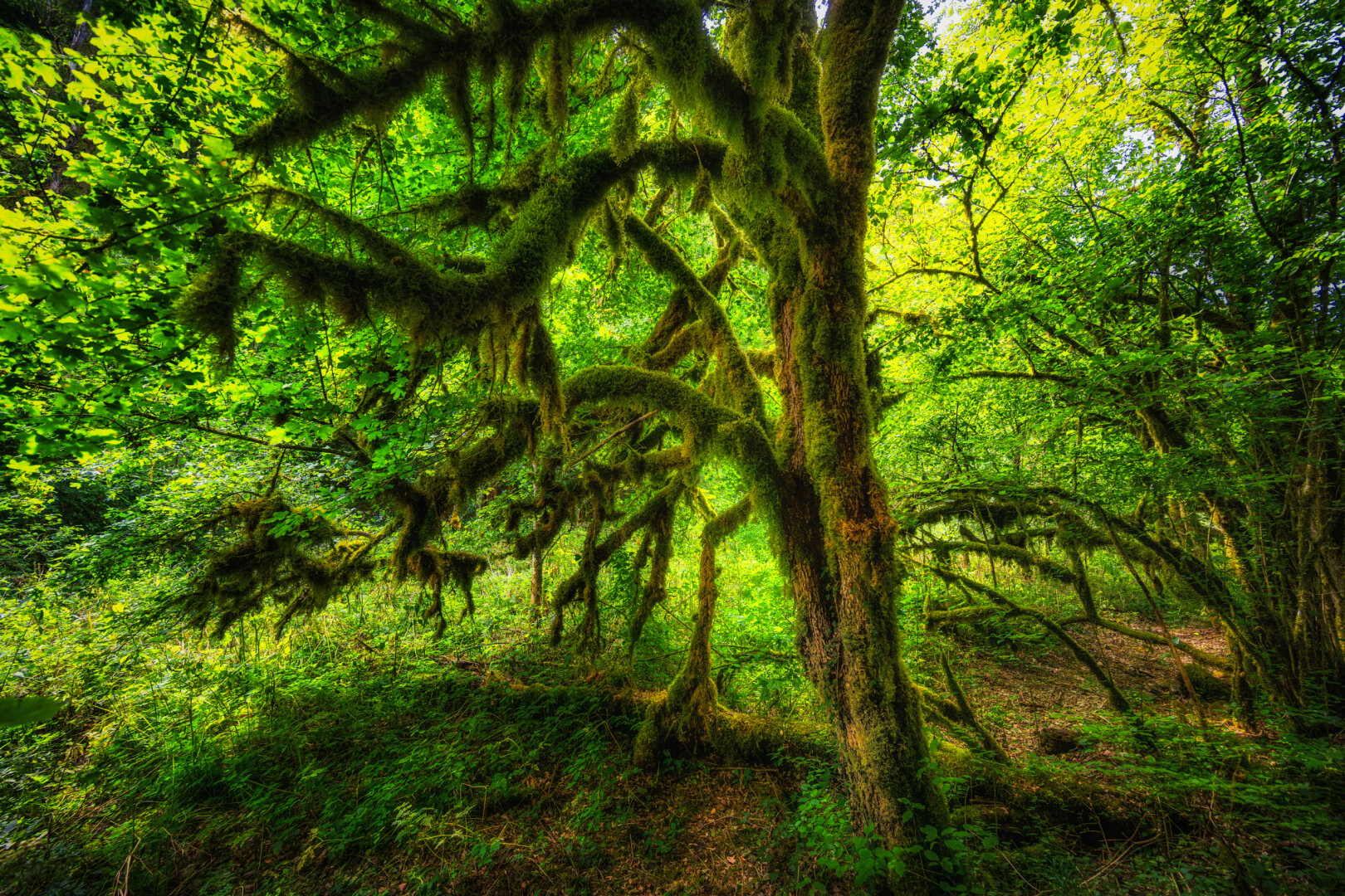 Ein mächtiger, dicht mit grünem Moos bewachsener Baum dominiert den Vordergrund dieses urigen Waldstücks. Seine knorrigen, weit ausladenden Äste hängen schwer herab und sind über und über mit weichen Moosteppichen bedeckt, die im durchscheinenden Sonnenlicht fast neongrün leuchten. Im Hintergrund erstreckt sich ein dichtes Dickicht aus sommerlichen Sträuchern und Bäumen, deren Blätterdach das Tageslicht sanft filtert und den gesamten Waldboden in ein geheimnisvolles, smaragdgrünes Licht taucht.