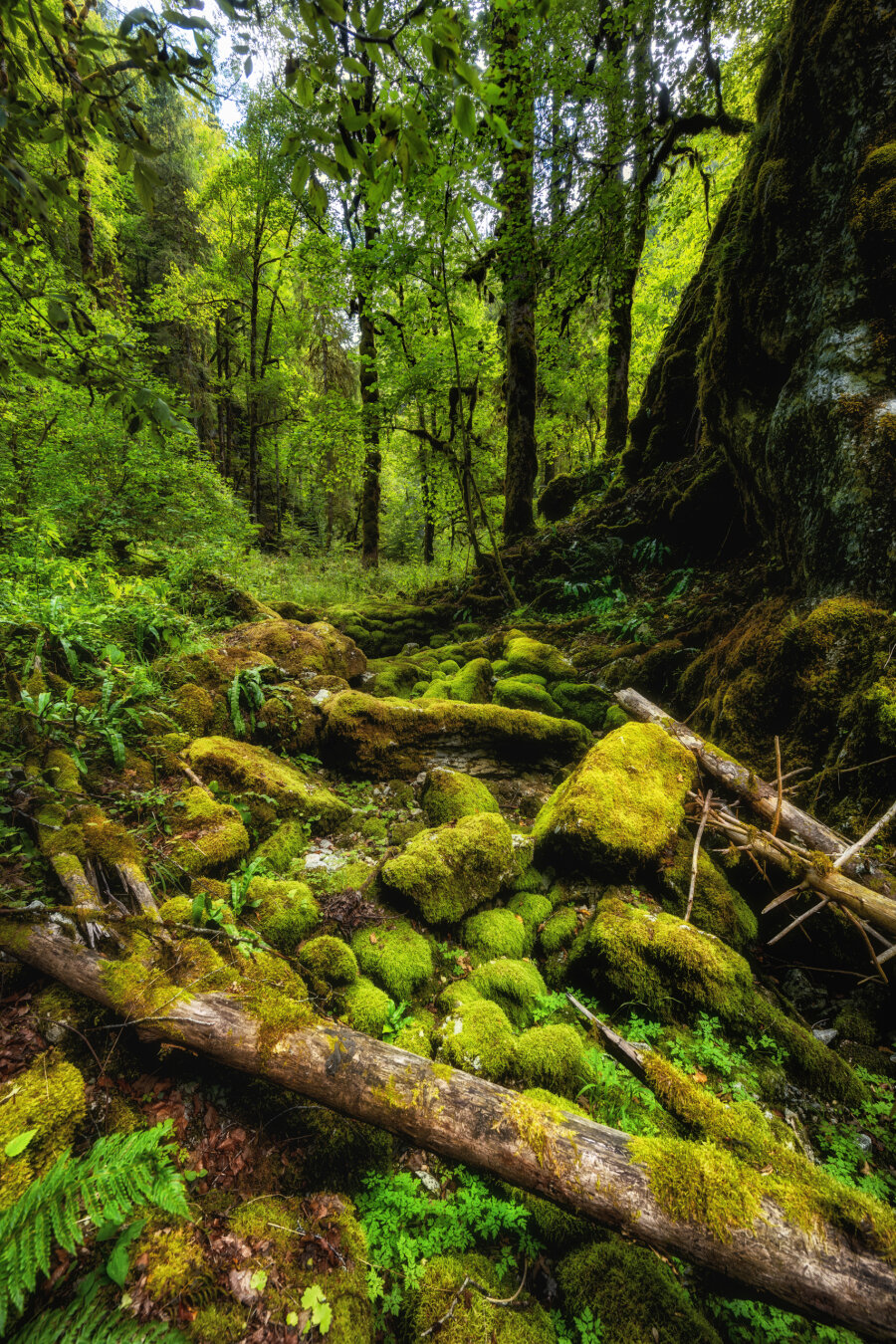 Hochformatige Aufnahme eines ausgetrockneten Bachbetts in einem dichten, grünen Schluchtwald der Combe de Biaufond. Der Boden ist dicht mit moosbedeckten Felsen, Steinen und umgefallenen Baumstämmen übersät. Hohe, laubtragende Bäume und eine felsige Steilwand auf der rechten Seite rahmen die Szene ein, während das weiche Licht ein intensives Grün im gesamten Waldgebiet erzeugt.