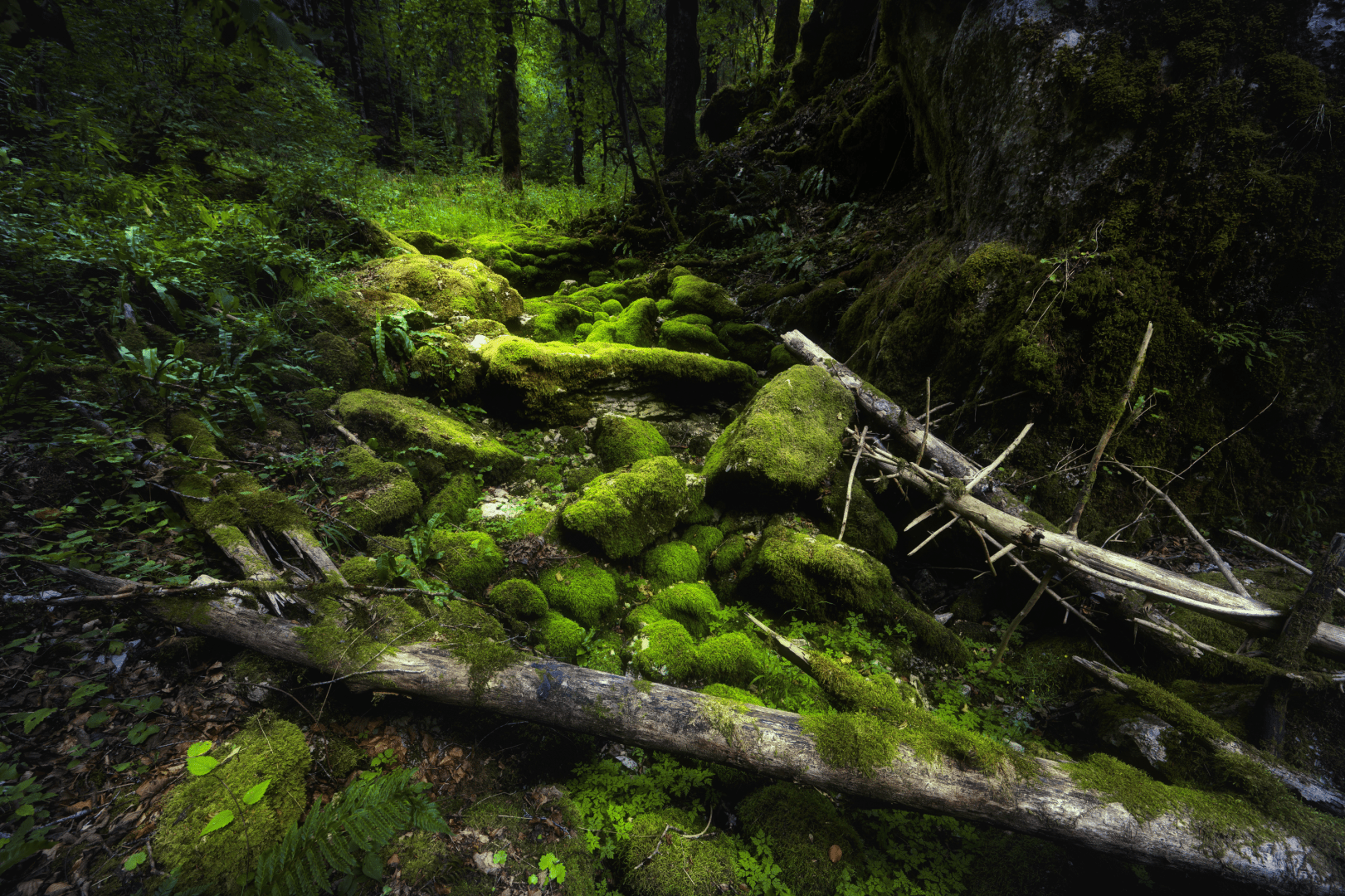 Dicht moosbewachsene Felsblöcke und ein knorriger, ebenfalls bemooster Baumstamm liegen quer im dämmrigen Wald, umrahmt von Farnen und dichtem Unterholz, mit leuchtend grünem Streiflicht auf dem Moos.