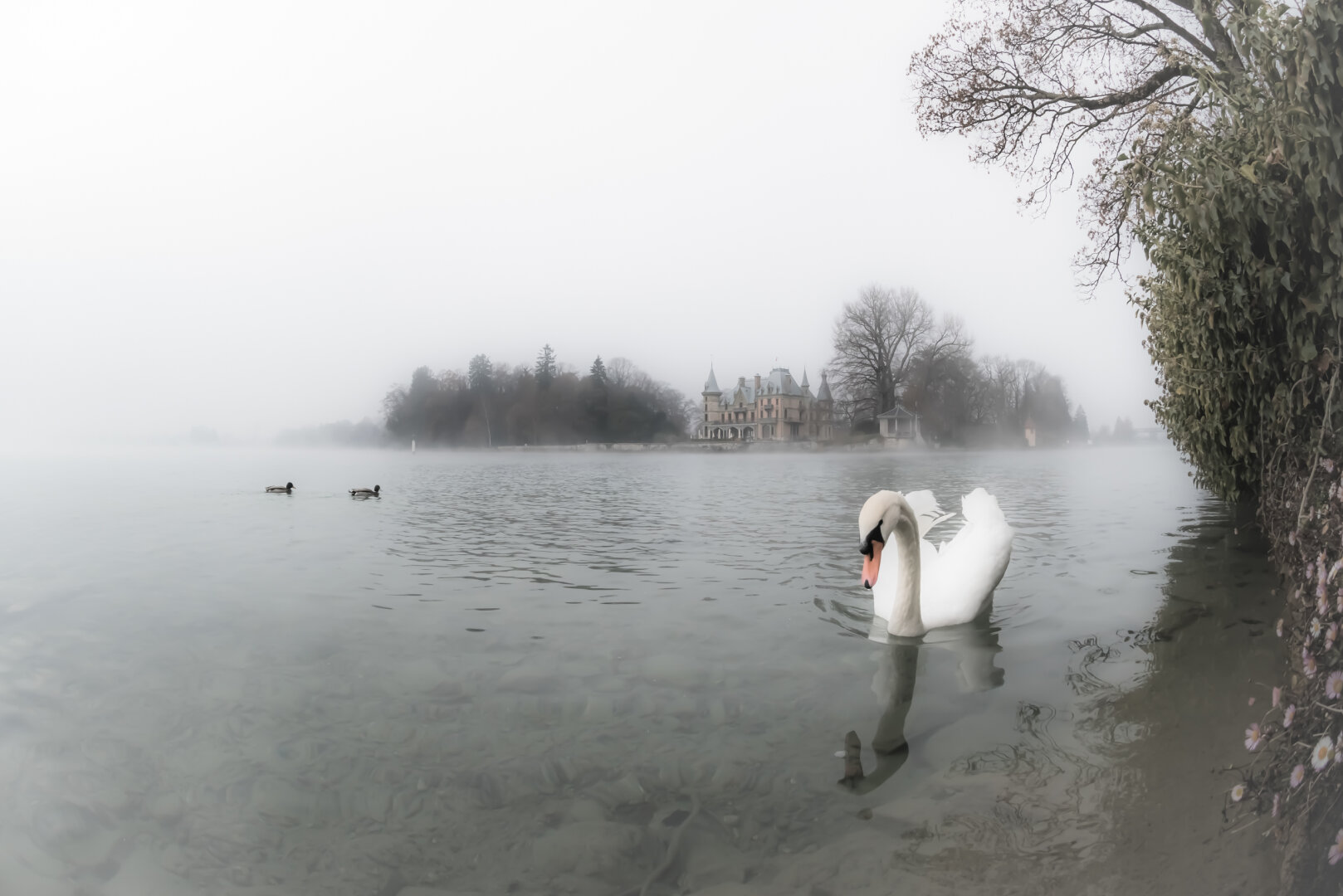 Ein Schwan mit ausgebreiteten Flügeln schwimmt im Vordergrund auf einem ruhigen See, im Hintergrund zwei Enten sowie ein neugotisches Schloss mit Türmchen, das im dichten Nebel nur schemenhaft zu erkennen ist; rechts ragt ein kahler Baum ins Bild.