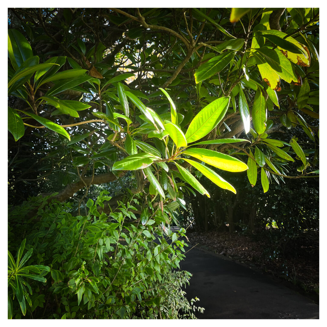 A green leaf highlighted by the sun against a shadowed darker plant background