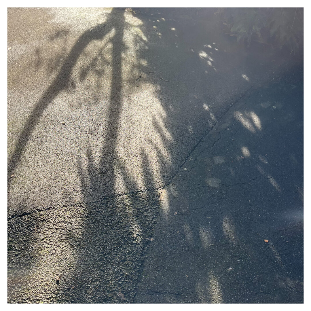 Shadows on the ground of what appears to be a palm tree