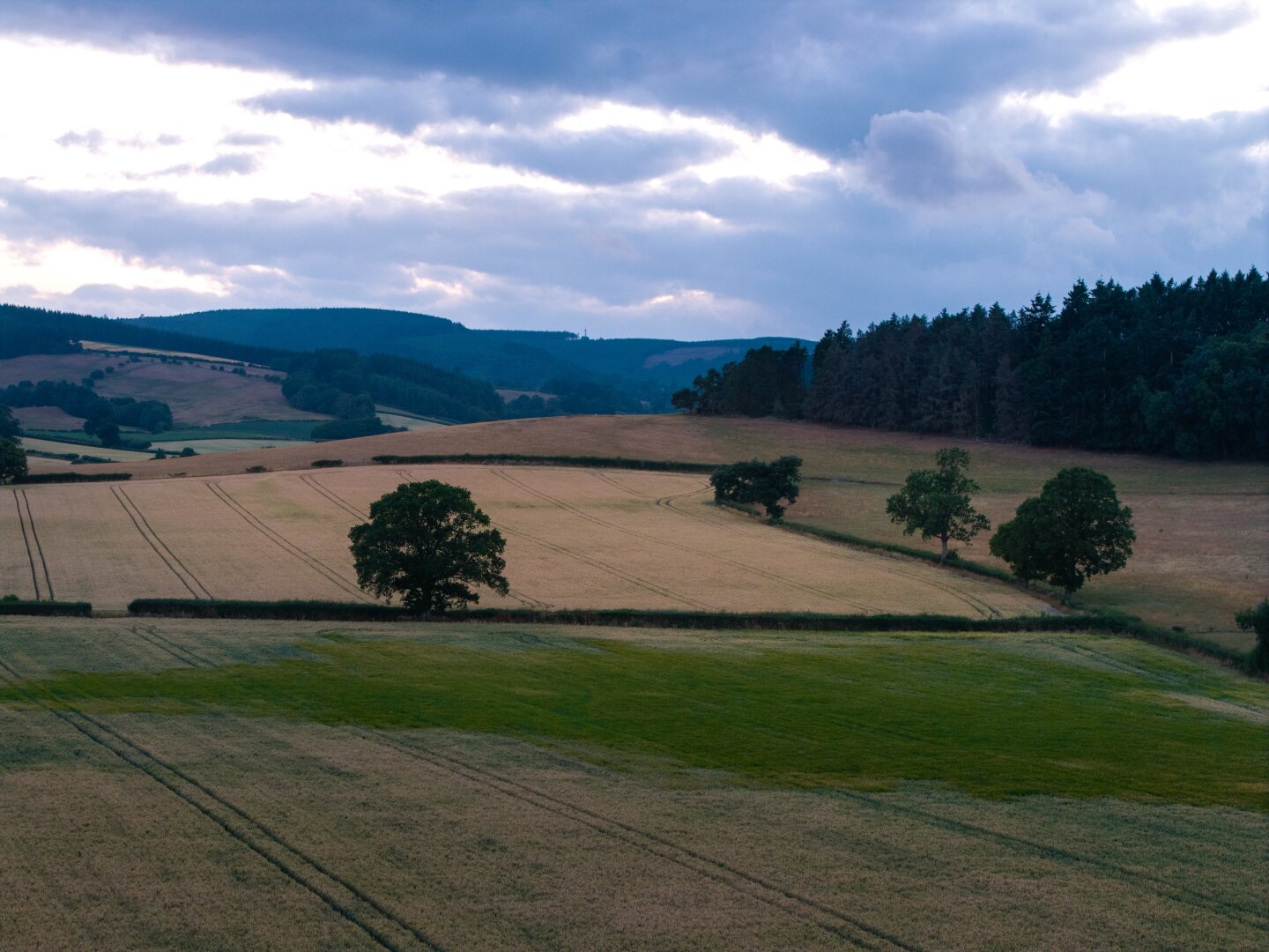 Tree in English country side