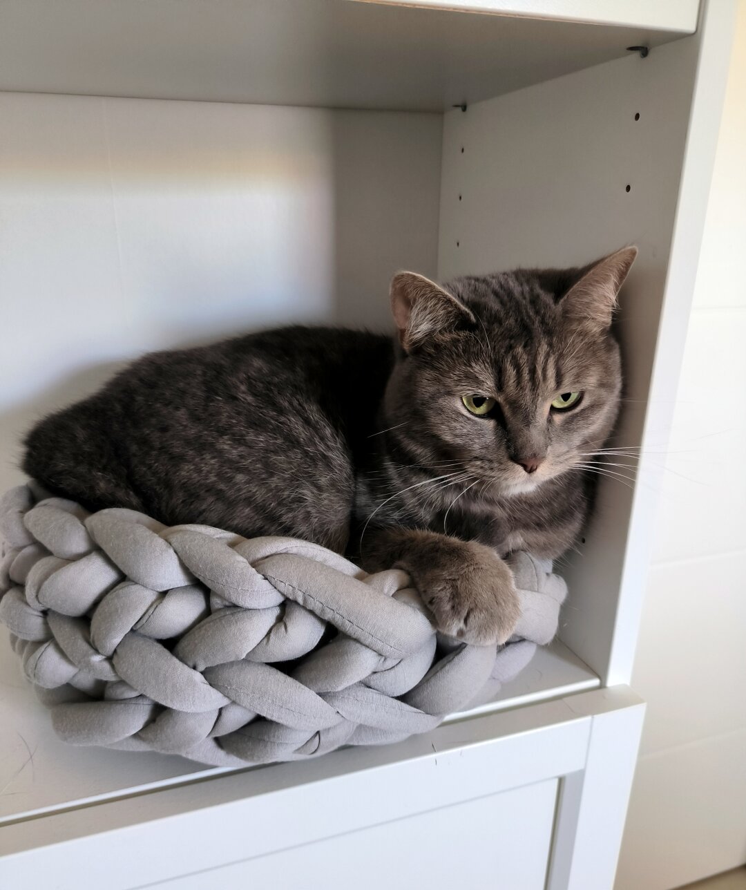 A brown-grey cat sitting in a bowl crocheted from extremely thick yarn.