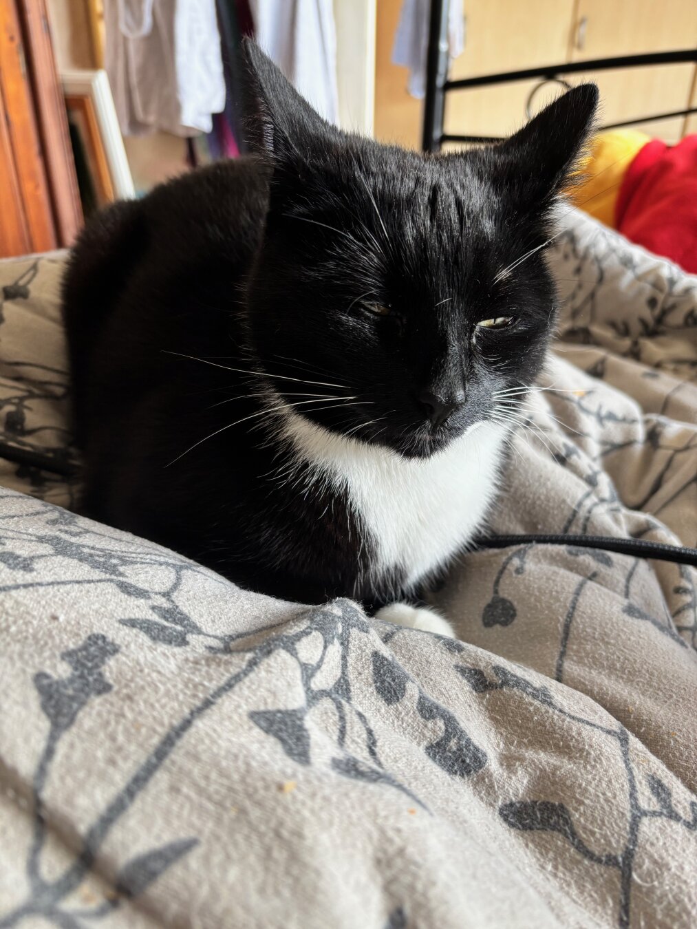 a loafed up little tuxedo cat