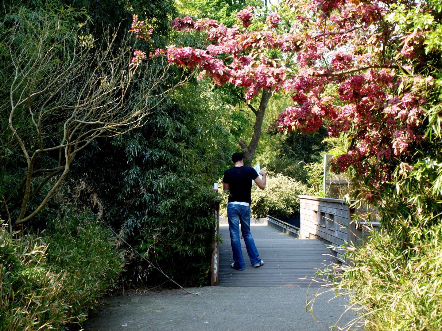 A man standing on path under a bright red tree with his back to me checks a map. Picture taken at the zoo in Amsterdam