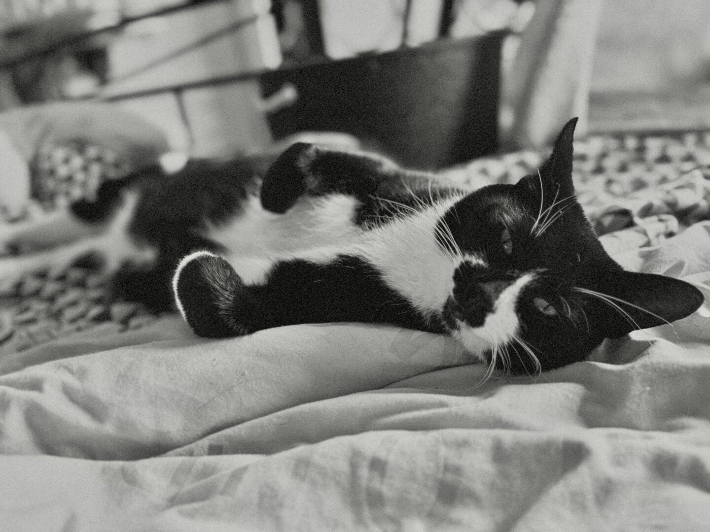 Tuxedo cat laying on his side, front legs curled up. Being impossibly cute.