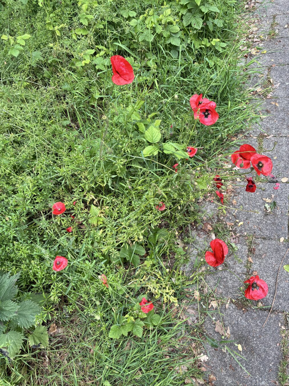Poppies on the side of the road