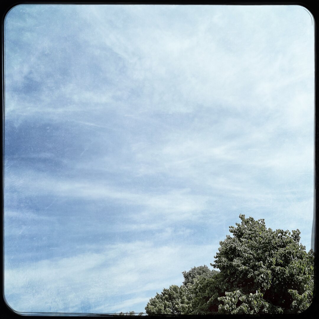 Treetop with a fuzzy sky above.