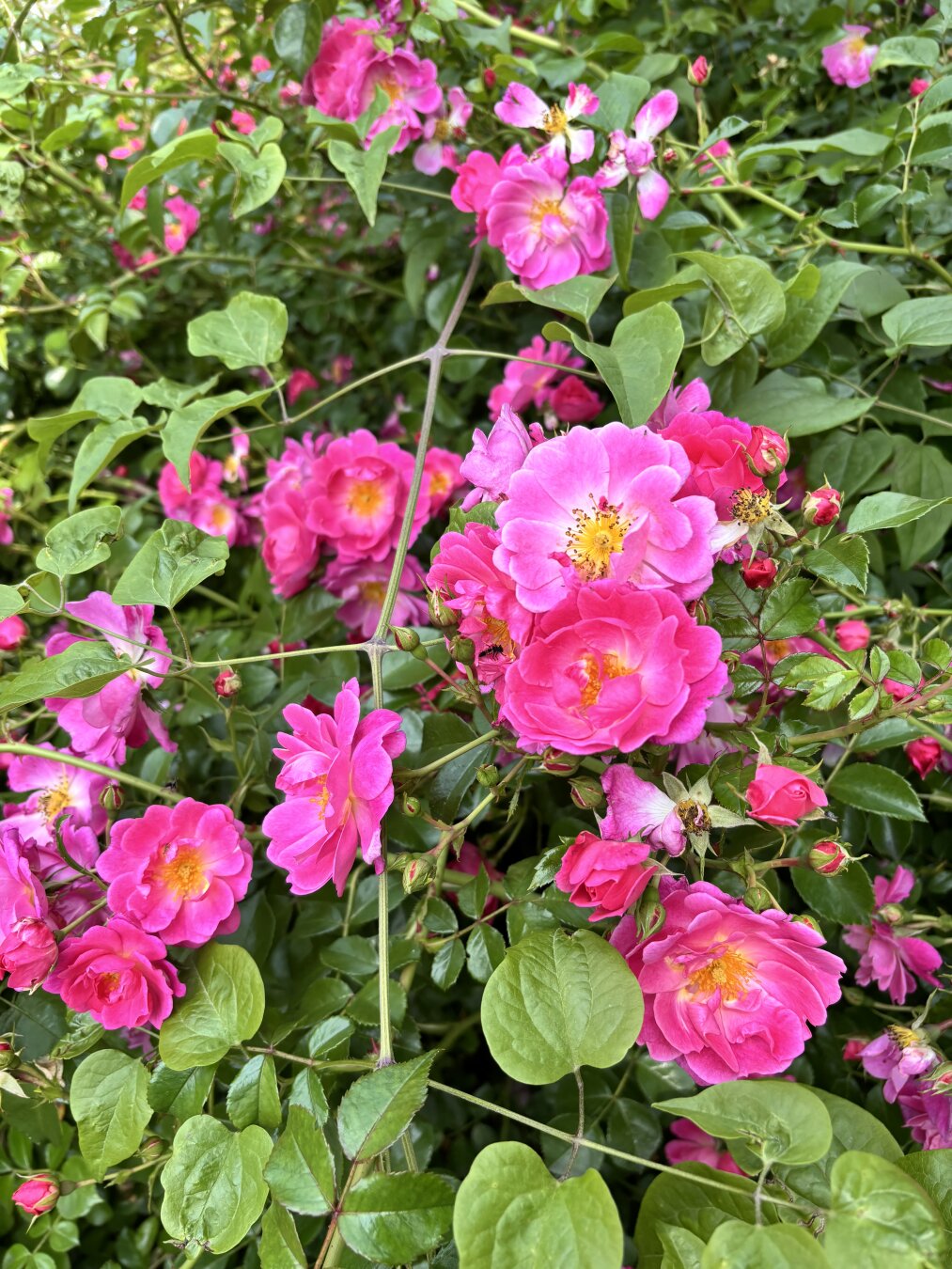 I don’t know the species but these pink flowers are gorgeous. I think it may be rose family?